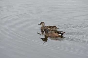 A Blue-Winged Teal Couple in the Water