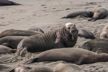 San Simeon, CA, USA - February 12, 2014: Elephant Seal Vista point. Closeup of male anong females lying on gray sandy beach.