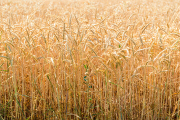 Ripe yellow  wheat close-up background