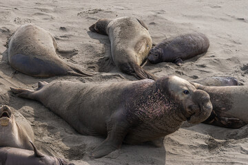 San Simeon, CA, USA - February 12, 2014: Elephant Seal Vista point. Closeup of male among females on beige sand.