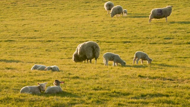 4K video clip sheep and baby lambs laying down and grazinf in a Spring field on a farm at sunset or sunrise

