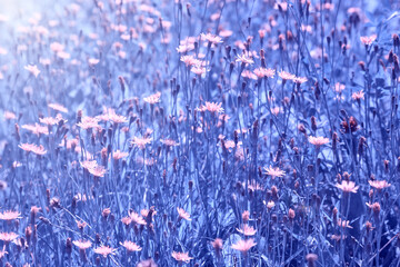 Delicate vintage summer or spring floral natural background or design. Dandelion flowers in a field on a sunny morning.