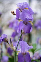 Beautiful purple irises in the blur growing in a spring garden at sunset