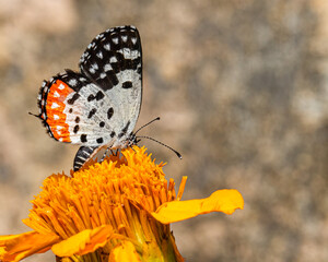 Red Pierrot butterfly on flower