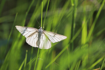 Male cabbage butterfly (Pieris brassicae) on green grass on summer meadow