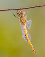 Closeup of a dragonfly