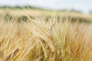 Ripe ears of barley in a field. Field of barley in a summer day. Harvesting period.