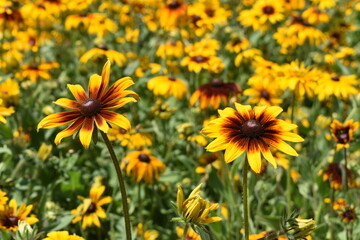 Gloriosa Daisies in bloom