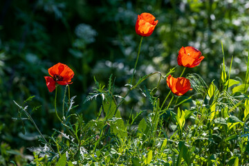 field of poppies