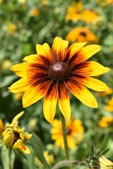 Gloriosa Daisy bloom