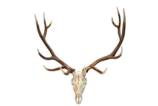 Beautiful Analope skull and antlers isolated against white.