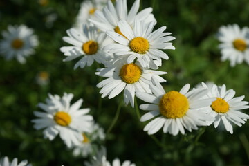 A field of bright scented chamomile in summer