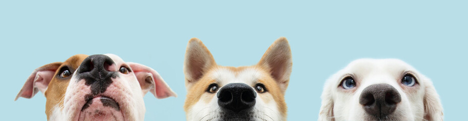 Banner Close-up three hide dogs head. Isolated on blue background.