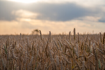 golden ears of grain ready to harvest with cloudy sky