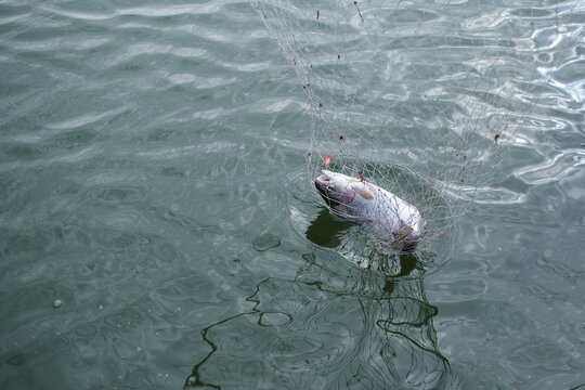 Trout fishing. Fish in the net