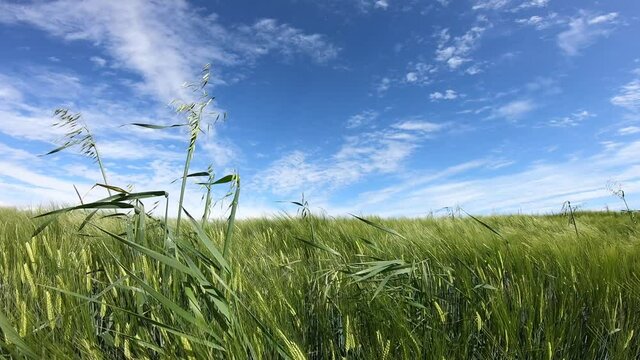 Campo di orzo ancora verde al vento con alcune nuvole bianche di passaggio.