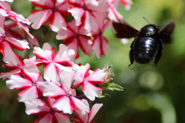 bee on pink flower