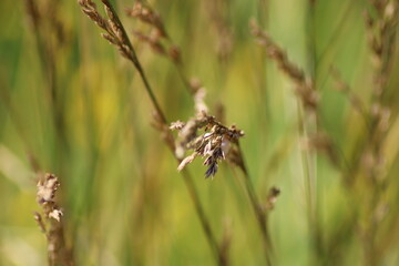 a fly on a grass