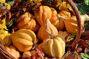 Yellow acorn squash in a decorative basket