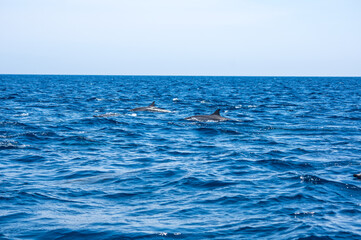 View of a group of wild dolphins