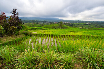 Jatiluwih rice terraces on Bali