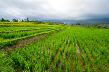 Jatiluwih rice terraces on Bali