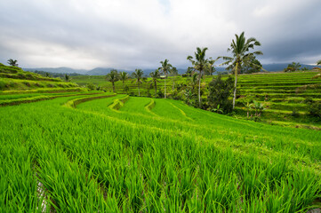 Fototapeta na wymiar Jatiluwih rice terraces on Bali