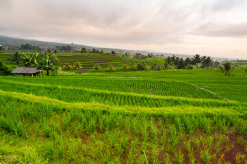 Fototapeta premium Jatiluwih rice terraces on Bali
