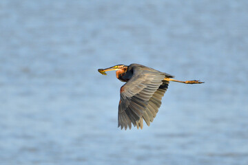 great crested grebe