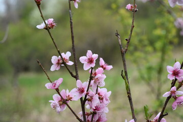 Natural background, peach flowers. Flowering branches of peach. Sprintime blossom.