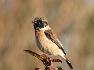 Eurasian stonechat