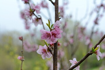 Natural background, peach flowers. Flowering branches of peach. Sprintime blossom.