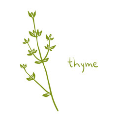 Thyme. Colorful paper cut culinary herbs isolated on white background. Doodle hand drawn icons. Vector illustration