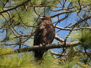 golden eagle on tree