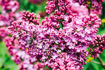 Obraz premium A branch of lilac blooming lilacs in spring on a background of greenery.