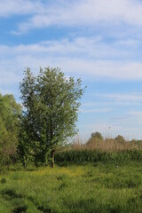 Obraz premium trees in the field