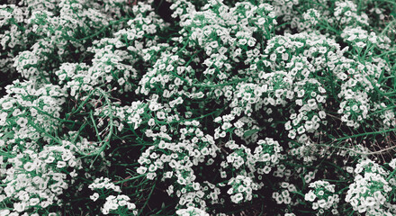 White flowers blossom on abstract green field
