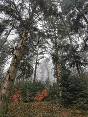 Fototapeta premium Nebel im Schwarzwald / fog in the blackforest