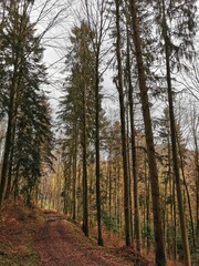 Herbst im Schwarzwald / autumn in the blackforest