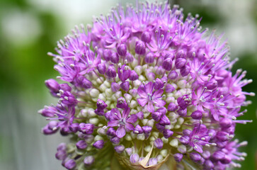 A macro closeup of a curious funny purple pink garden Allium flower cluster from onion and garlic family.