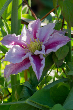 Close up, isolated image of the flower of the clematis vine piilu