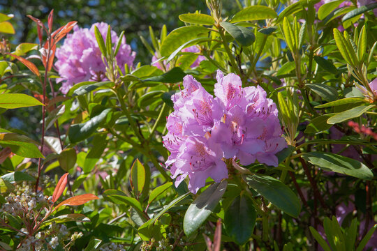 Purple blooms of the Rhododendron goldflimmer, a late spring flowering evergreen shrub