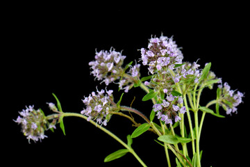 Fototapeta na wymiar Flowers of thyme isolated on black background. The thyme is commonly used in cookery and in herbal medicine.