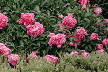 Blooming peonies