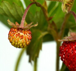 Branches of Wild strawberry with leaves isolated on white background.