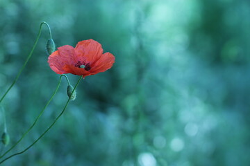 fiore di papavero in un prato