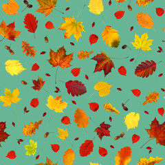 Colorful various fall leaves, physalis lanterns (Physalis alkekengi), dog-rose fruits and acorns collage seamless pattern (wallpaper)