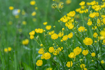 Some buttercup blossoms (Ranunculus acris) on a meadow. Focus on the blossom in the middle.