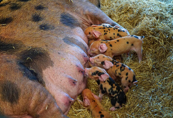 Gloucester Old Spot piglets feeding from mother.