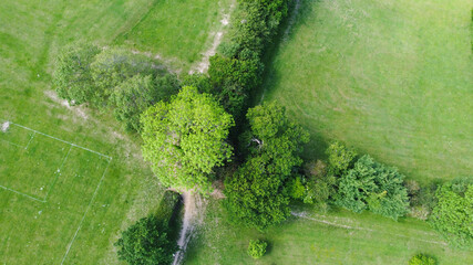  oak tree canopy from directly above pictured from drone